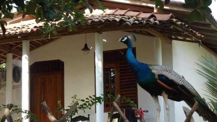 坦加拉Peacock Garden住宿加早餐旅馆 外观 照片
